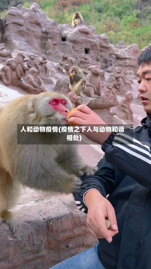 人和动物疫情(疫情之下人与动物和谐相处)-第1张图片