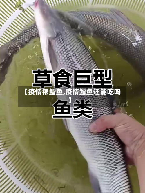 【疫情银鳕鱼,疫情鳕鱼还能吃吗】-第3张图片