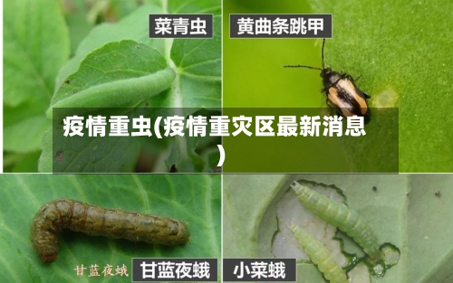 疫情重虫(疫情重灾区最新消息)-第2张图片