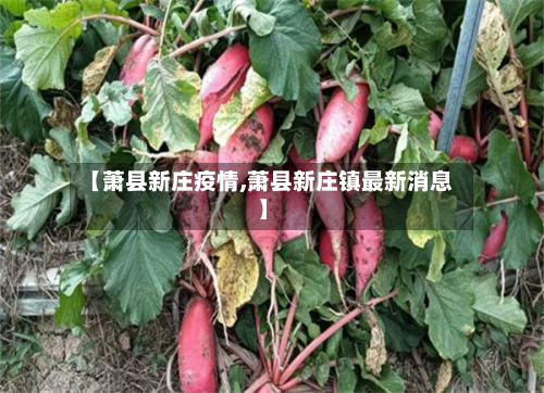 【萧县新庄疫情,萧县新庄镇最新消息】-第2张图片