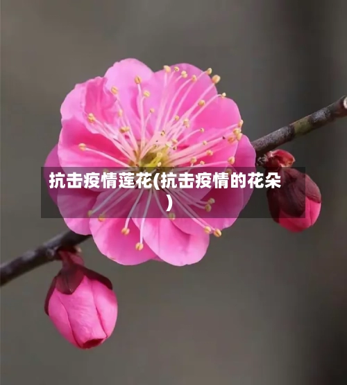抗击疫情莲花(抗击疫情的花朵)-第1张图片