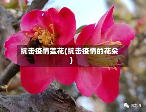 抗击疫情莲花(抗击疫情的花朵)-第2张图片