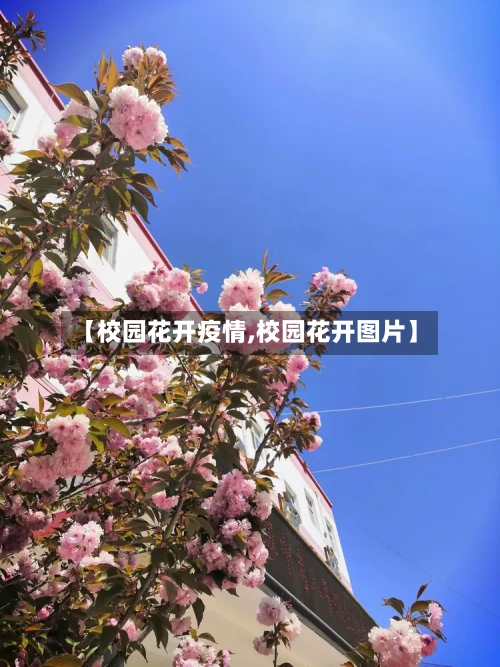 【校园花开疫情,校园花开图片】-第1张图片
