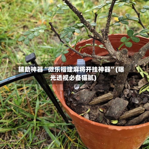 辅助神器“微乐福建麻将开挂神器	”(曝光透视必备猫腻)-第2张图片