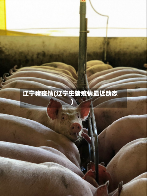 辽宁猪疫情(辽宁生猪疫情最近动态)-第1张图片