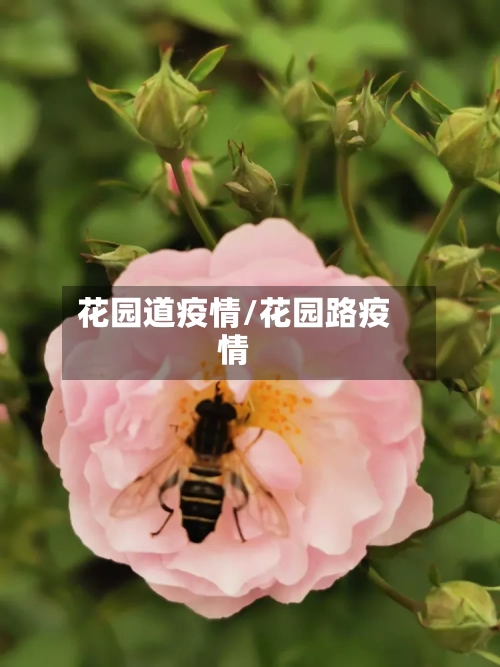 花园道疫情/花园路疫情-第2张图片