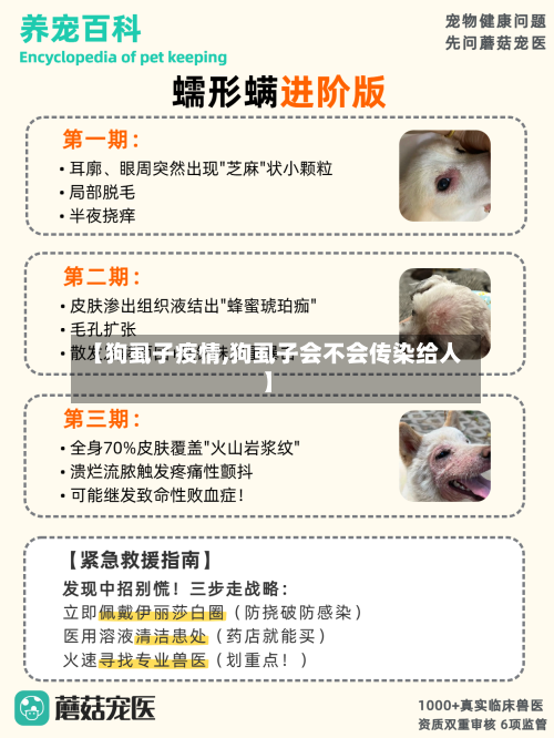 【狗虱子疫情,狗虱子会不会传染给人】