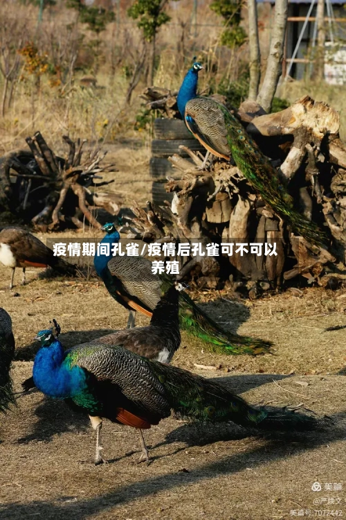 疫情期间孔雀/疫情后孔雀可不可以养殖-第1张图片