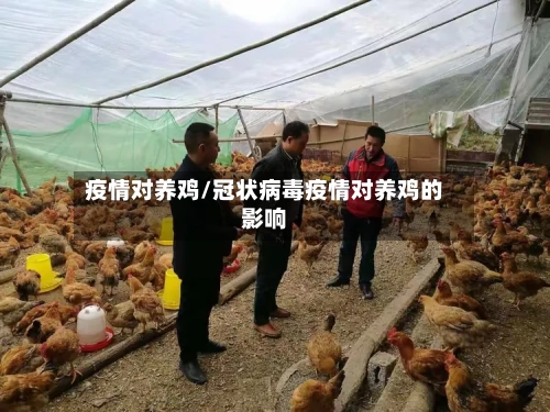 疫情对养鸡/冠状病毒疫情对养鸡的影响-第1张图片