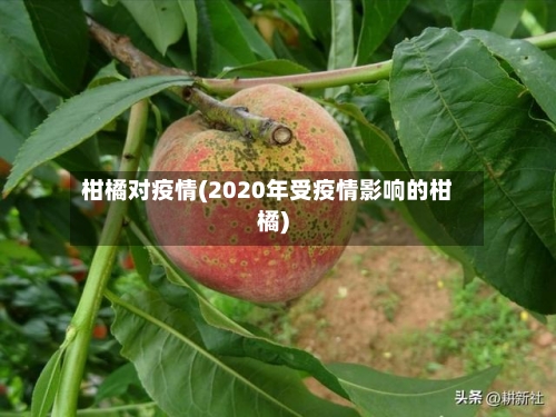 柑橘对疫情(2020年受疫情影响的柑橘)-第1张图片