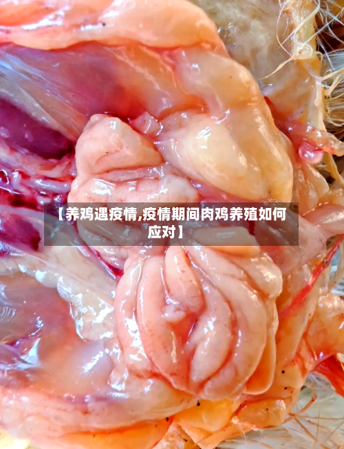 【养鸡遇疫情,疫情期间肉鸡养殖如何应对】-第1张图片