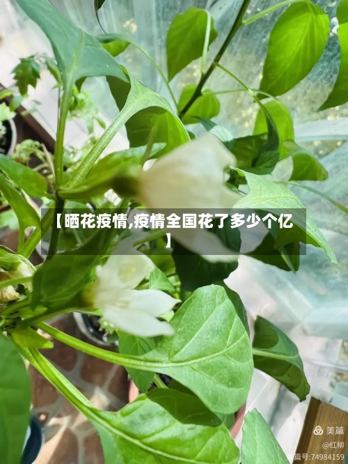 【晒花疫情,疫情全国花了多少个亿】-第1张图片