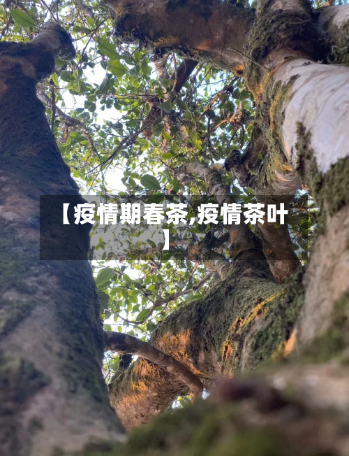 【疫情期春茶,疫情茶叶】-第1张图片
