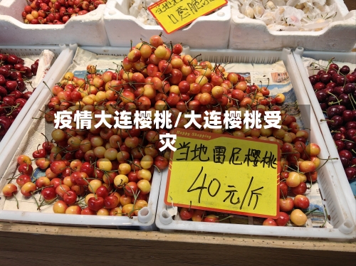 疫情大连樱桃/大连樱桃受灾-第1张图片