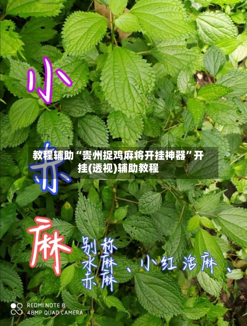 教程辅助“贵州捉鸡麻将开挂神器	”开挂(透视)辅助教程-第1张图片