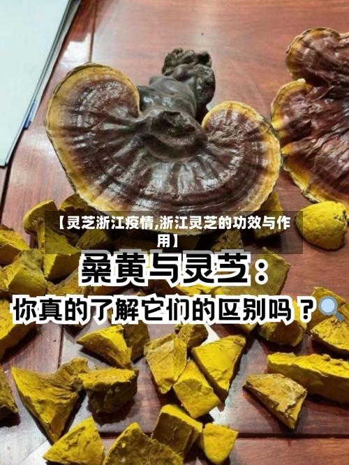 【灵芝浙江疫情,浙江灵芝的功效与作用】-第1张图片