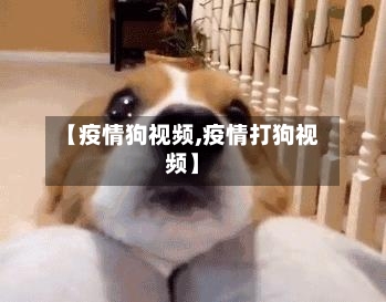 【疫情狗视频,疫情打狗视频】-第1张图片