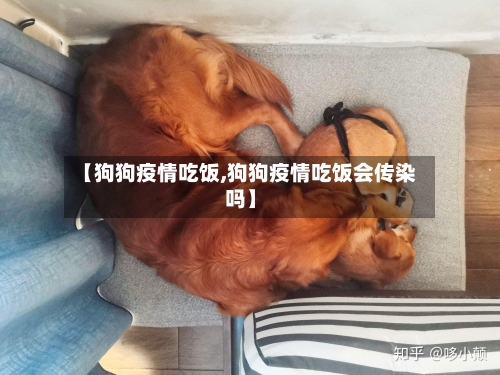【狗狗疫情吃饭,狗狗疫情吃饭会传染吗】-第1张图片