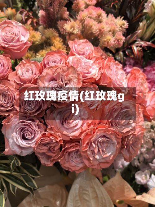 红玫瑰疫情(红玫瑰gi)-第3张图片