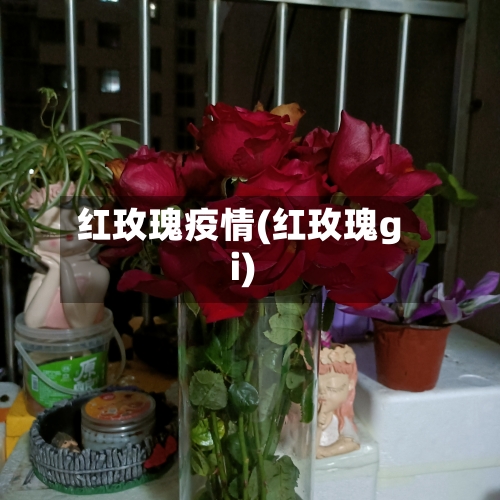 红玫瑰疫情(红玫瑰gi)-第2张图片
