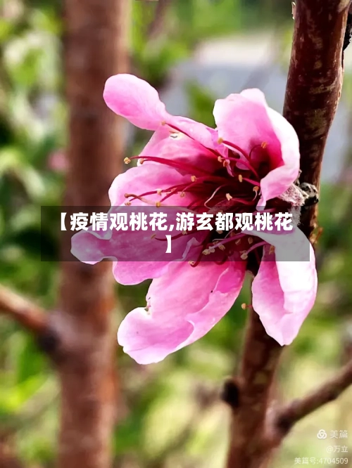 【疫情观桃花,游玄都观桃花】-第1张图片