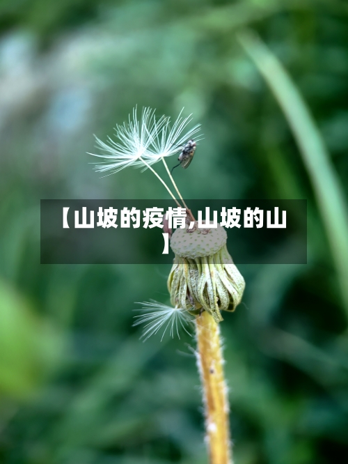 【山坡的疫情,山坡的山】-第2张图片