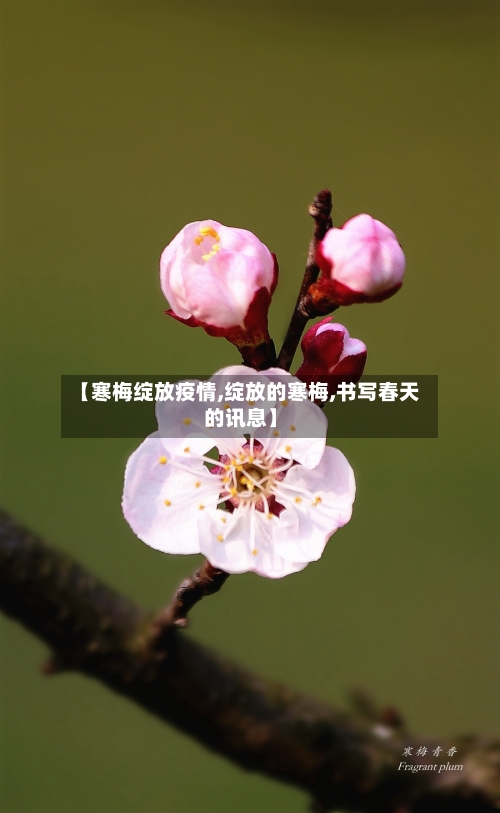 【寒梅绽放疫情,绽放的寒梅,书写春天的讯息】-第1张图片