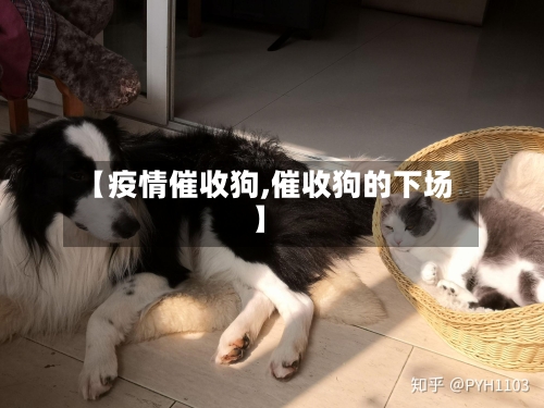 【疫情催收狗,催收狗的下场】-第1张图片