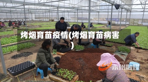 烤烟育苗疫情(烤烟育苗病害)-第2张图片