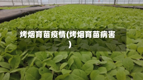 烤烟育苗疫情(烤烟育苗病害)-第1张图片