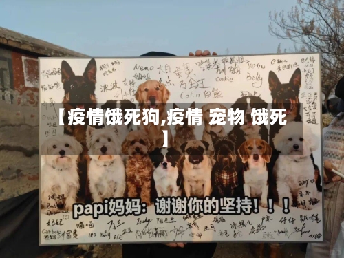 【疫情饿死狗,疫情 宠物 饿死】-第3张图片