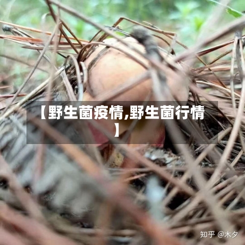 【野生菌疫情,野生菌行情】-第3张图片
