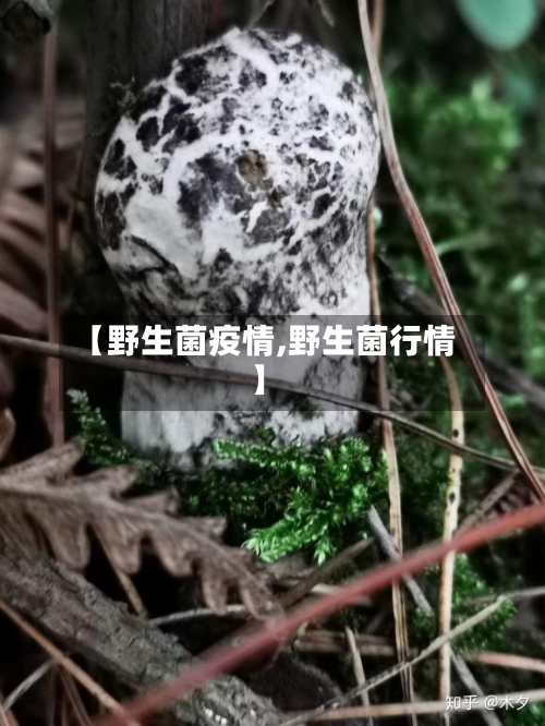 【野生菌疫情,野生菌行情】-第2张图片