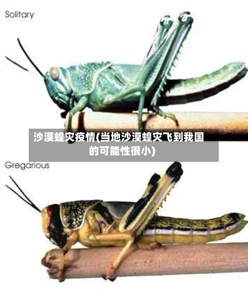 沙漠蝗灾疫情(当地沙漠蝗灾飞到我国的可能性很小)-第3张图片