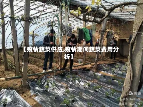 【疫情蔬菜供应,疫情期间蔬菜费用分析】-第2张图片