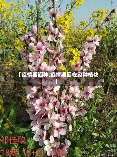 【疫情期间种,疫情期间在家种植物】-第3张图片