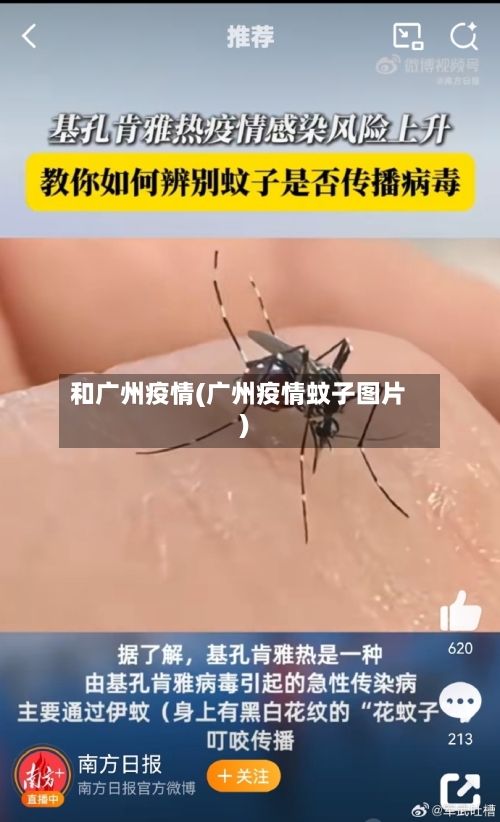 和广州疫情(广州疫情蚊子图片)-第2张图片
