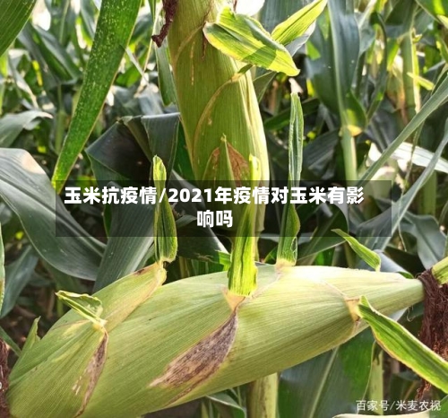 玉米抗疫情/2021年疫情对玉米有影响吗-第2张图片