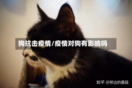 狗抗击疫情/疫情对狗有影响吗-第2张图片