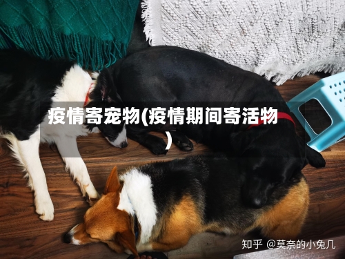 疫情寄宠物(疫情期间寄活物)-第1张图片