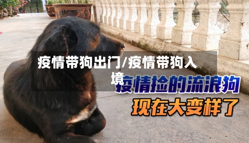 疫情带狗出门/疫情带狗入境-第3张图片