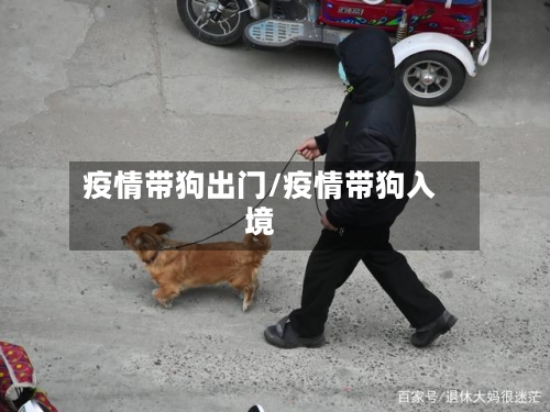 疫情带狗出门/疫情带狗入境-第2张图片