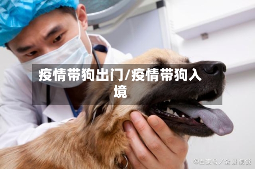 疫情带狗出门/疫情带狗入境-第1张图片