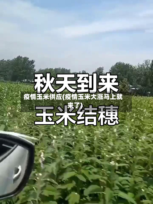 疫情玉米供应(疫情玉米大涨马上就来了)-第2张图片