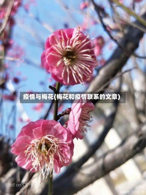 疫情与梅花(梅花和疫情联系的文章)-第2张图片
