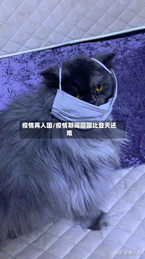 疫情再入国/疫情期间回国比登天还难-第1张图片