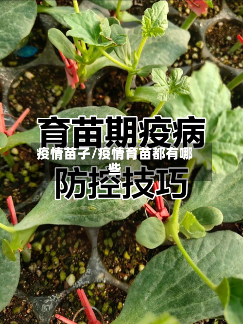 疫情苗子/疫情育苗都有哪些-第1张图片