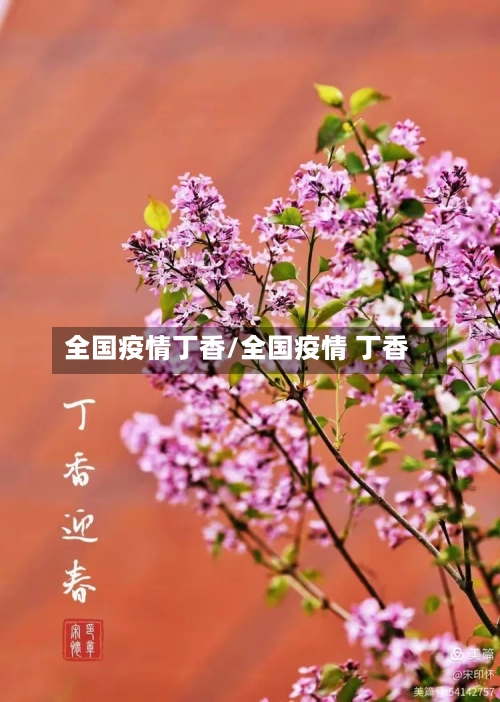 全国疫情丁香/全国疫情 丁香-第3张图片