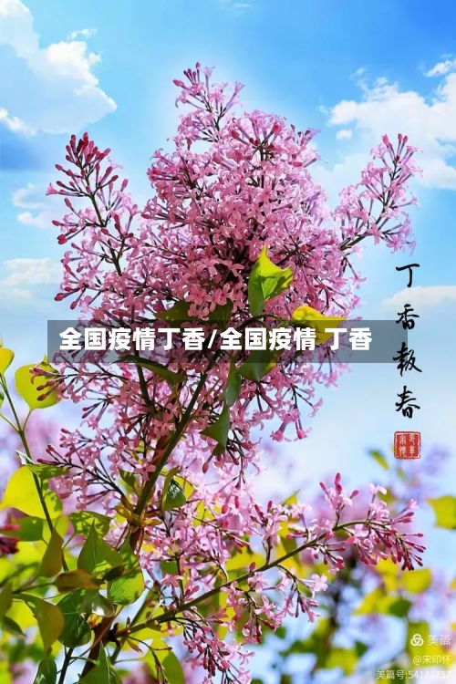 全国疫情丁香/全国疫情 丁香-第2张图片