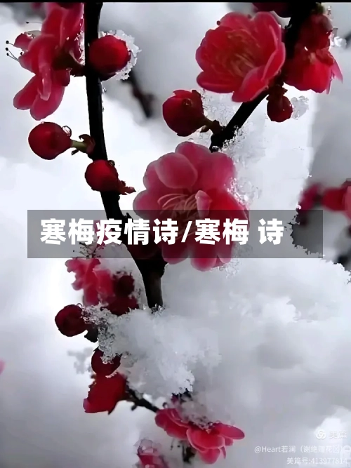 寒梅疫情诗/寒梅 诗-第1张图片